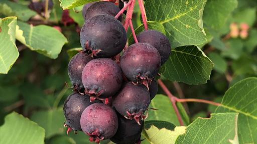 Purple Berry Orchard