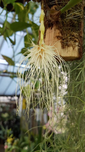 Florist «Little Brook Orchids», reviews and photos, 25 Rider Ave, Lancaster, PA 17603, USA