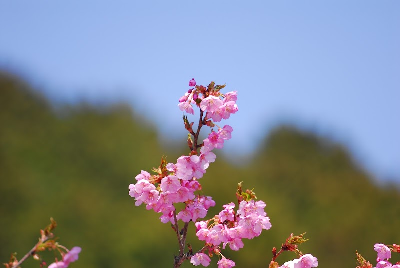 山添村の河津桜