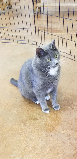 Animal Shelter «Humane Society of El Paso», reviews and photos