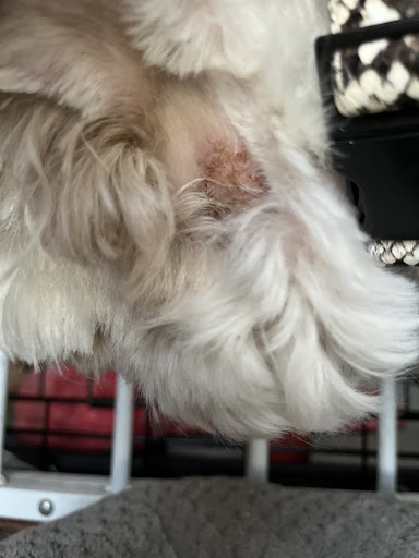 Pet Supply Store «PetSmart», reviews and photos, 12046 Paul Mayer Ave, Bridgeton, MO 63044, USA