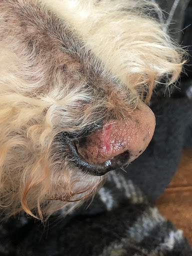 Pet Store «Doggie Day Spa», reviews and photos, 2803 Trough Springs Rd, Clarksville, TN 37043, USA