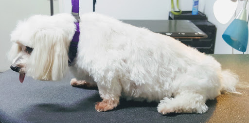 Pet Supply Store «Bark Avenue», reviews and photos, 4781 Granite Dr, Rocklin, CA 95677, USA