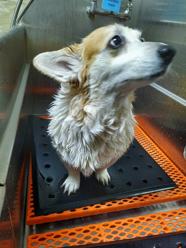 Pet Supply Store «Chow Hound Pet Supplies», reviews and photos, 5811 Byron Center Ave SW, Wyoming, MI 49519, USA