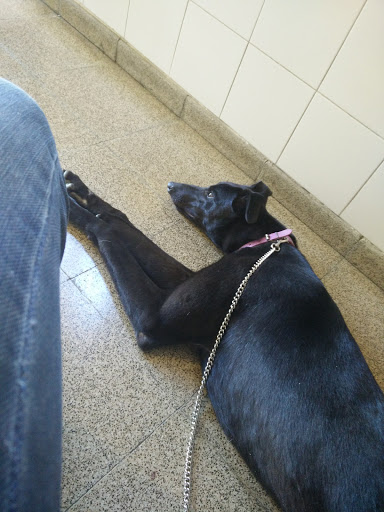Clinicas veterinarias en Rosario