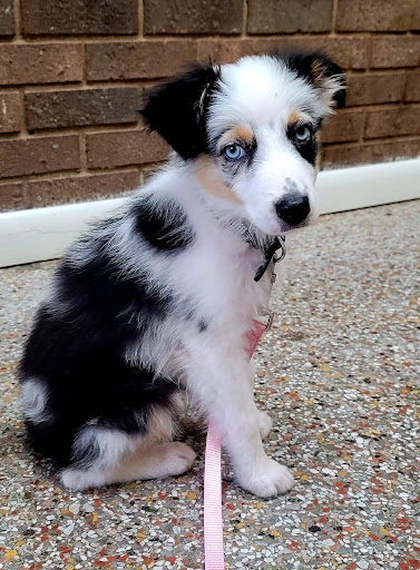 Surry Animal Hospital: Hauser Mark G DVM image