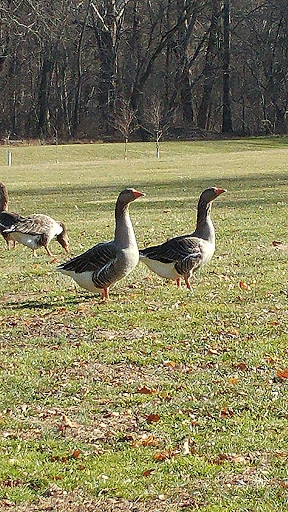 Park «Central Perkiomen Valley Park», reviews and photos, 1 Plank Rd, Schwenksville, PA 19473, USA