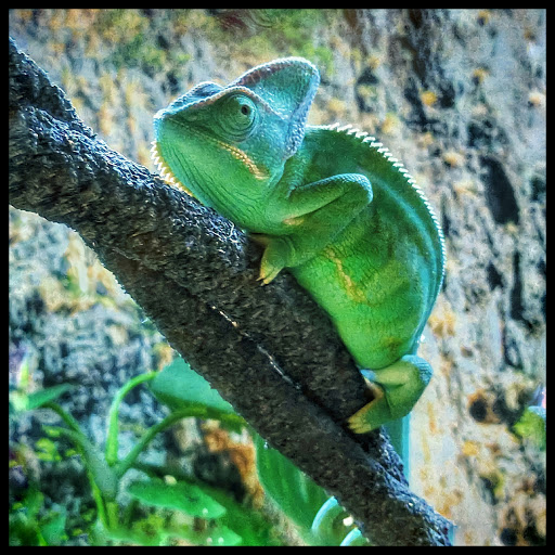 Pet Supply Store «Petco Animal Supplies», reviews and photos, 233 S Stewart Rd, Liberty, MO 64068, USA