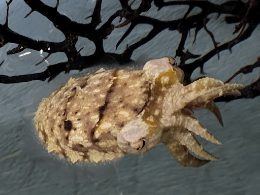 Aquarium «Biomes Marine Biology Center», reviews and photos, 6640 Post Rd, North Kingstown, RI 02852, USA