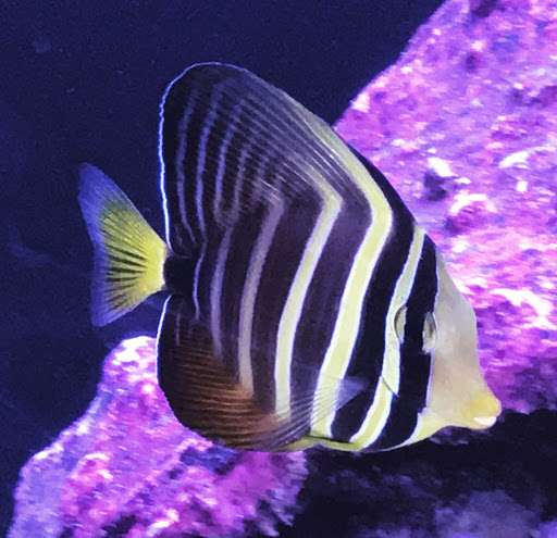 Aquarium «Artistic Aquariums, Inc», reviews and photos, 3400 N Arizona Ave #111, Chandler, AZ 85225, USA