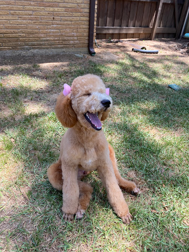 Pet Supply Store «Petco Animal Supplies», reviews and photos, 4030 N MacArthur Blvd #200, Irving, TX 75038, USA