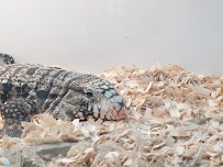 The Reptile Shop - Photo 7 - Car repair in Riverside, CA, Riverside