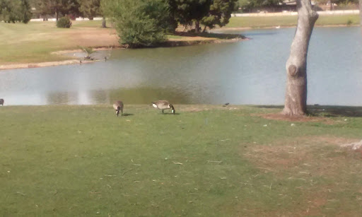 Golf Club «Bellair Golf Club», reviews and photos, 17233 N 45th Ave, Glendale, AZ 85308, USA