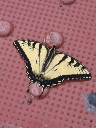 Pet Supply Store «PetSmart», reviews and photos, 367 Mt Hope Ave, Rockaway, NJ 07866, USA