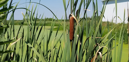 Winery «Lemon Creek Winery», reviews and photos, 533 E Lemon Creek Rd, Berrien Springs, MI 49103, USA