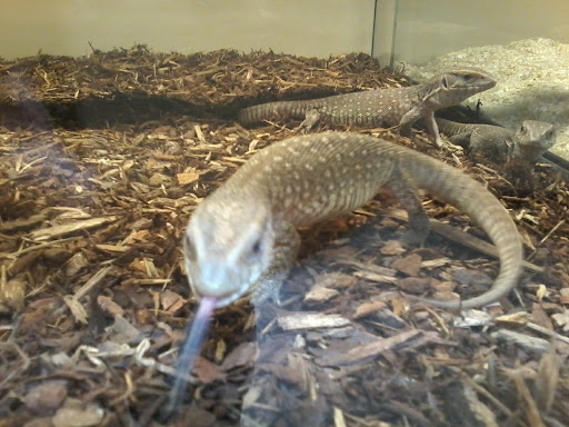 Pet Store «Lost Realms Pets», reviews and photos, 8059 N Cedar Ave, Fresno, CA 93720, USA