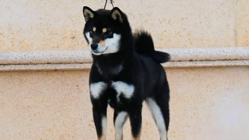 Allevamento Shiba Inu Ajia no hoseki Kennel