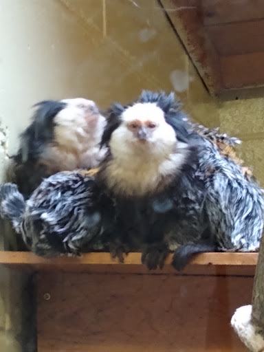 Zoo «Trevor Zoo at Millbrook School», reviews and photos, 282 Millbrook School Rd, Millbrook, NY 12545, USA