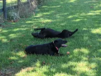 Nature's Nanny Petsitting - Car repair in , Lexington - Rated 5.0/5