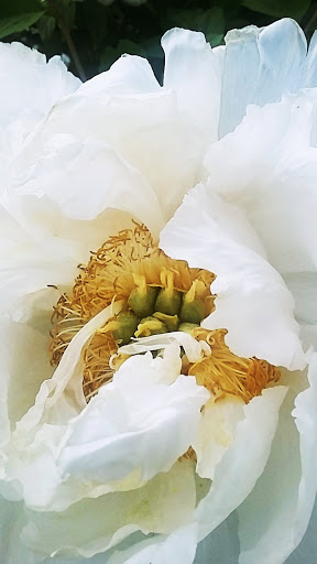 Arboretum «Yakima Area Arboretum», reviews and photos, 1401 Arboretum Dr, Yakima, WA 98901, USA