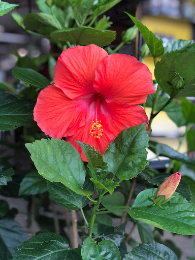 Florist «Sunshine Flowers», reviews and photos, 4509 Rainbow Blvd, Kansas City, KS 66103, USA