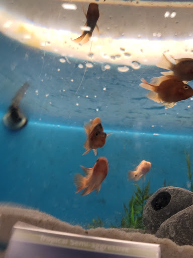 Pet Supply Store «PetSmart», reviews and photos, 2201 Gallatin Pike N, Madison, TN 37115, USA