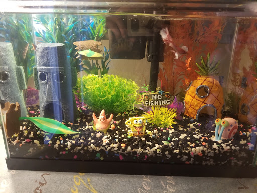 Gift Shop «Asia Gifts & Aquarium», reviews and photos, 763 S 38th St, Tacoma, WA 98418, USA