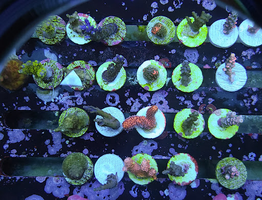 Tropical Fish Store «Shipwreck Cove Custom Aquariums», reviews and photos, 215 S El Camino Real, Encinitas, CA 92024, USA