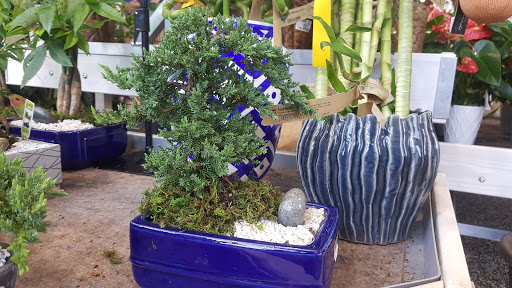 Bonsai plant supplier Akron