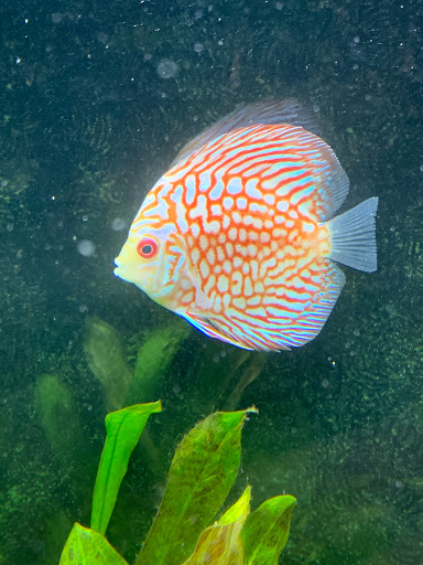 Pet Store «Pet World», reviews and photos, 891 Harriman Pl, San Bernardino, CA 92408, USA