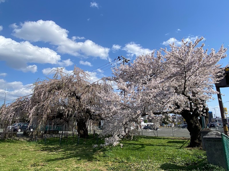 津志田の学び舎の桜