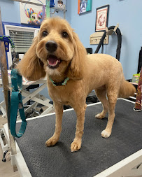 Paws with Claws Pet Spa & Resort - Photo 2 - Car repair in Phoenix, AZ, Chandler