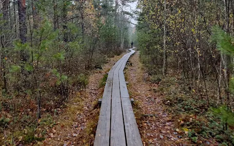 Pääsküla bog trail image