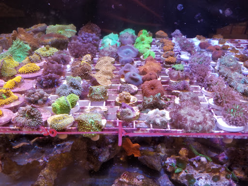 Pet Supply Store «Tropical Island Aquarium Fish Store Long Island», reviews and photos, 2112 Deer Park Ave, Deer Park, NY 11729, USA