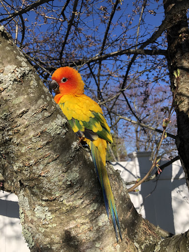 Bird Shop «Parrot & Bird Emporium Inc», reviews and photos, 360 N Westfield St, Feeding Hills, MA 01030, USA