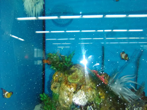 Pet Supply Store «Petco Animal Supplies», reviews and photos, 2435 N Hwy 67, Florissant, MO 63033, USA