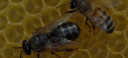 Pest Control Service «Century Termite & Pest Control / Home Improvement», reviews and photos