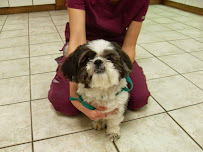 White Oaks West Animal Hospital - Photo 7 - Car repair in Springfield, IL, Springfield