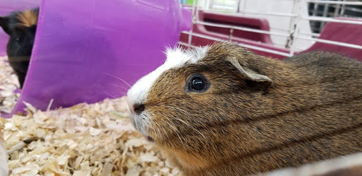 Pet Store «Salisbury Super Pet», reviews and photos, 329 Civic Ave, Salisbury, MD 21804, USA