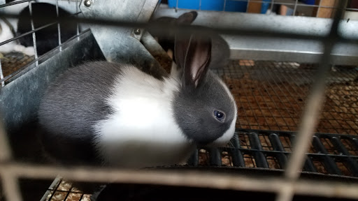 Animal Feed Store «Old Mcgowans Feed», reviews and photos, 398 W Lathrop Rd, Manteca, CA 95336, USA