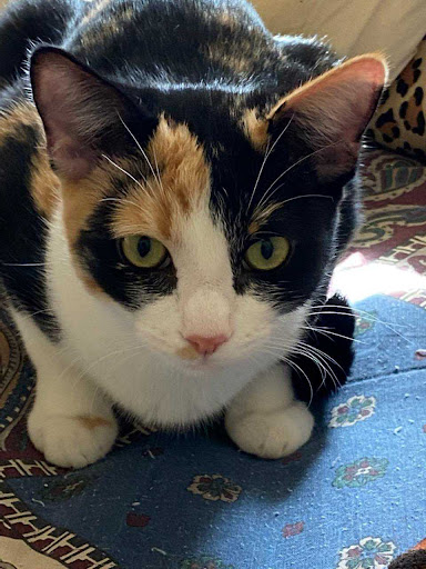 Thrift Store «Alpine Humane Society Thrift Store», reviews and photos, 706 N 5th St, Alpine, TX 79830, USA