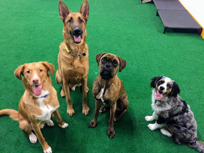Gus' Indoor Dog Park and Daycare