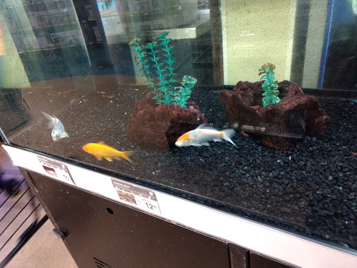 Pet Supply Store «Petco Animal Supplies», reviews and photos, 3055 Columbia Blvd #117, Titusville, FL 32780, USA