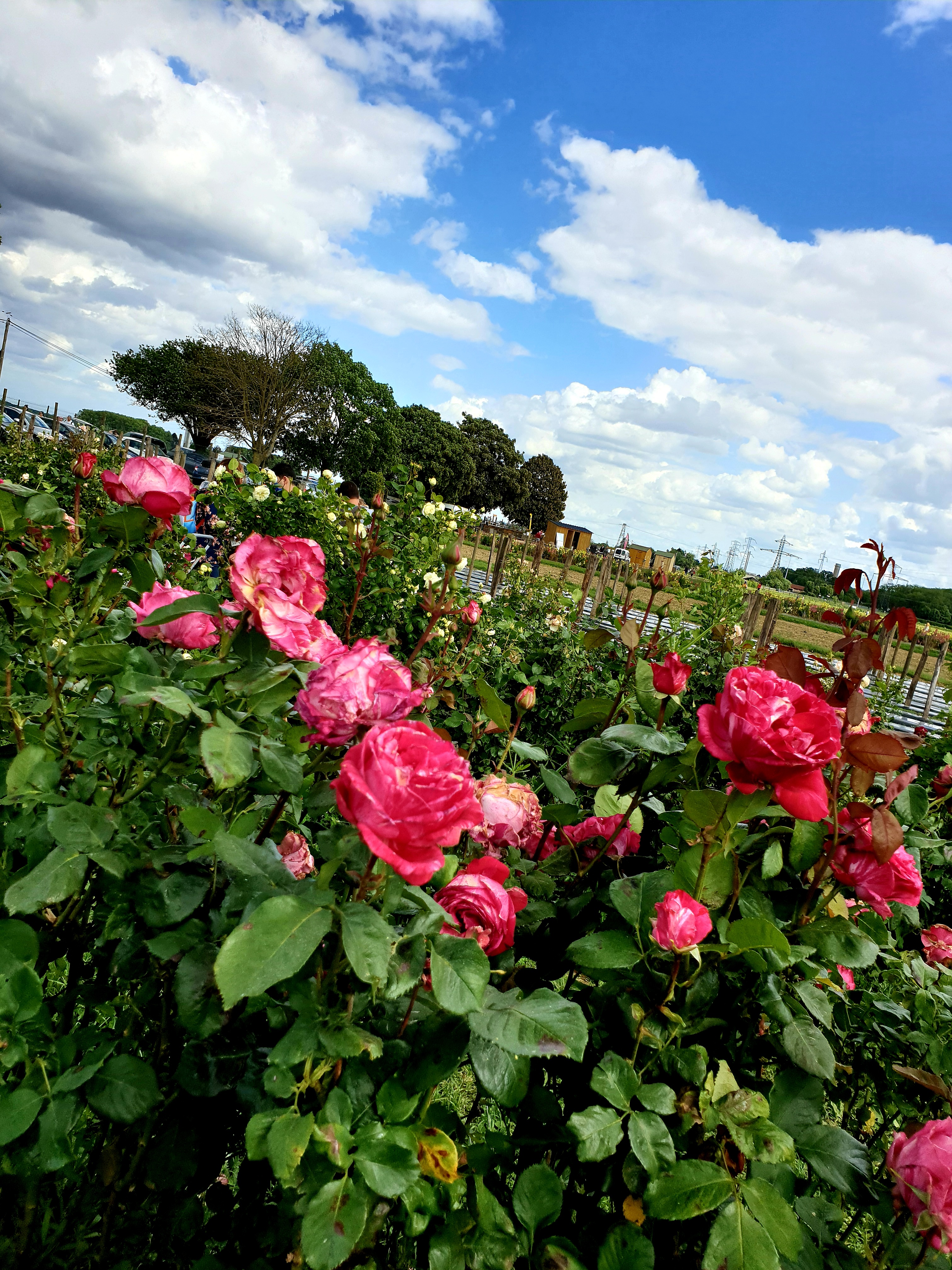 Photo n° 3 de l'avis de Rmy.z fait le 23/05/2020 à 16:25
