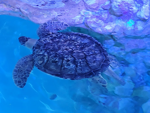 Aquarium «Clearwater Marine Aquarium», reviews and photos, 249 Windward Passage, Clearwater, FL 33767, USA