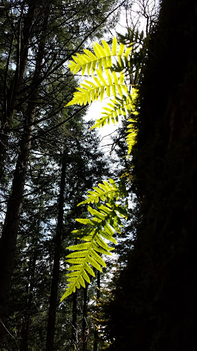 Park «Mount Talbert Nature Park», reviews and photos, 10945 SE Mather Rd, Clackamas, OR 97015, USA