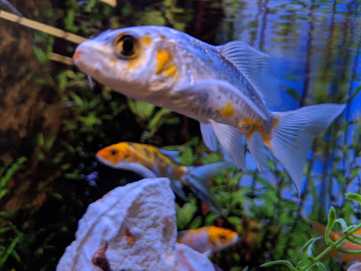 Pet Store «PetSmart», reviews and photos, 17150 Ventura Blvd, Encino, CA 91316, USA