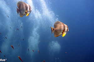 Champagne Diving image