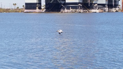 Museum «Texas Seaport Museum», reviews and photos, 2100 Harborside Dr, Galveston, TX 77550, USA