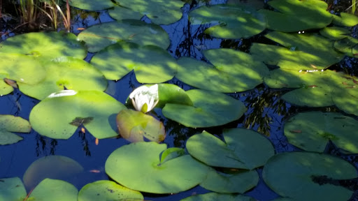 Park «Joe Moody Harris Park», reviews and photos, N Center Ave, Panama City, FL 32401, USA